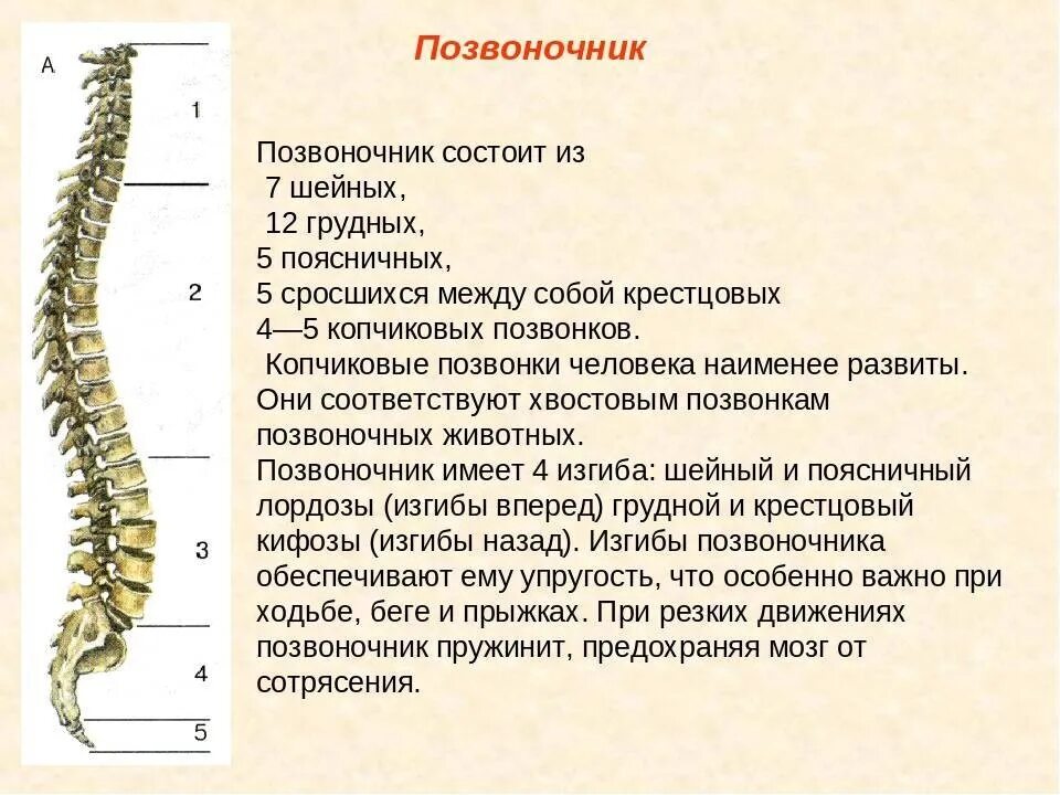 Функции шейного отдела. Позвоночник человека строение шейного отдела позвоночника. Шейный отдел сколько позвонков. Шейный отдел позвоночника состоит из 7 позвонков грудной из. Шейный отдел позвоночника анатомия и функция.