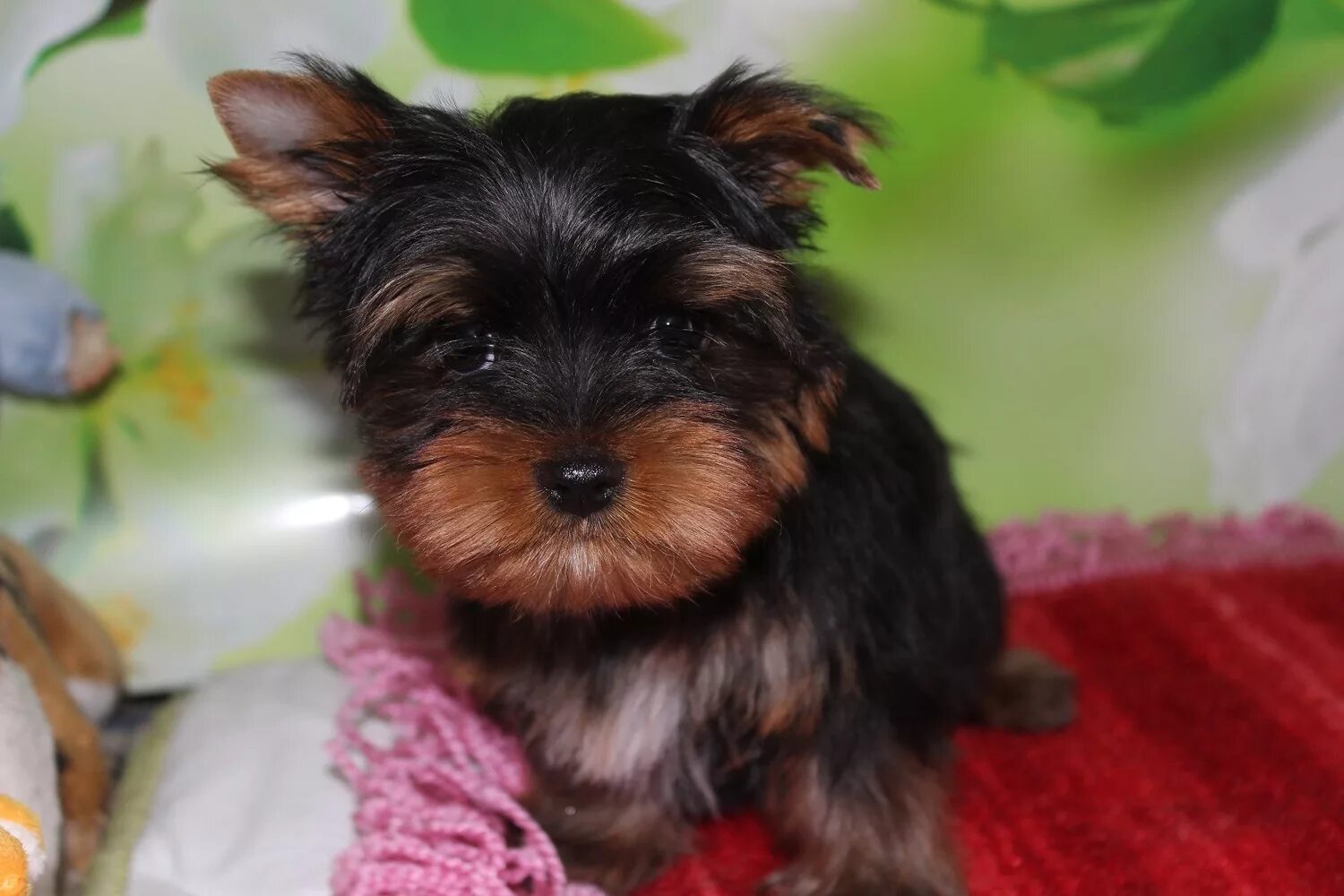 карликовый йоркширский терьер. ерш йоркширский терьер. йорк терьер мини. карликовый йоркширский терьер. йорк терьер мини.