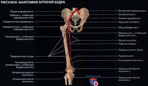 Медиальная артерия