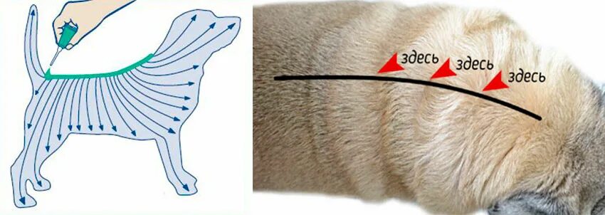 Собаке капают капли на холку. Как капать капли на холку собаке. Холка у собаки.