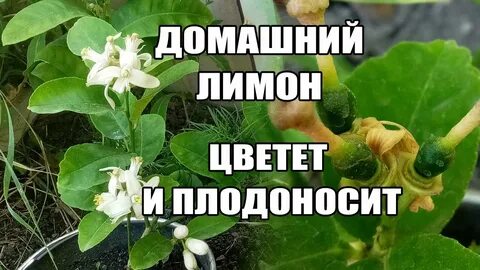 Время цветения лимона домашнего