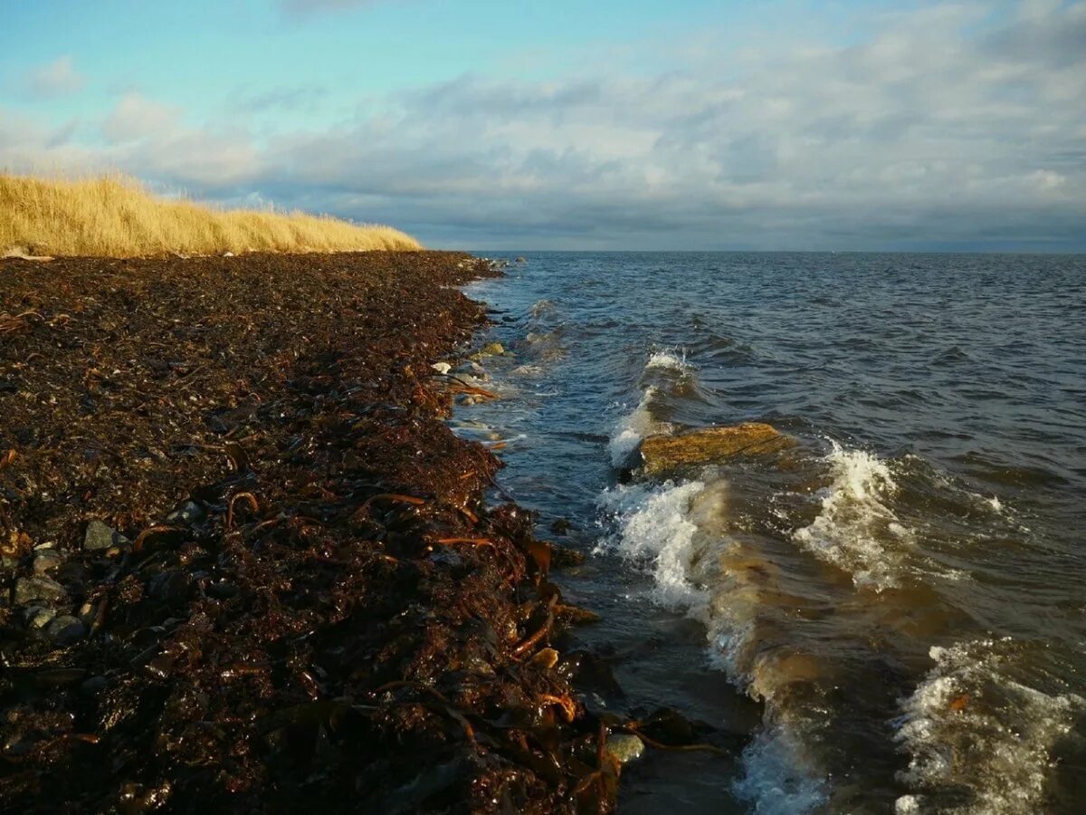Температура белого моря сегодня. Северодвинск берег белого моря. белое море северодвинск. осень на море. белое море волны.