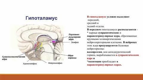 Передний отдел гипоталамуса