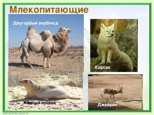 Какие животные пустыни полупустыни. Обитатели пустынь и полупустынь. животные которые обитают в полупустыне.
