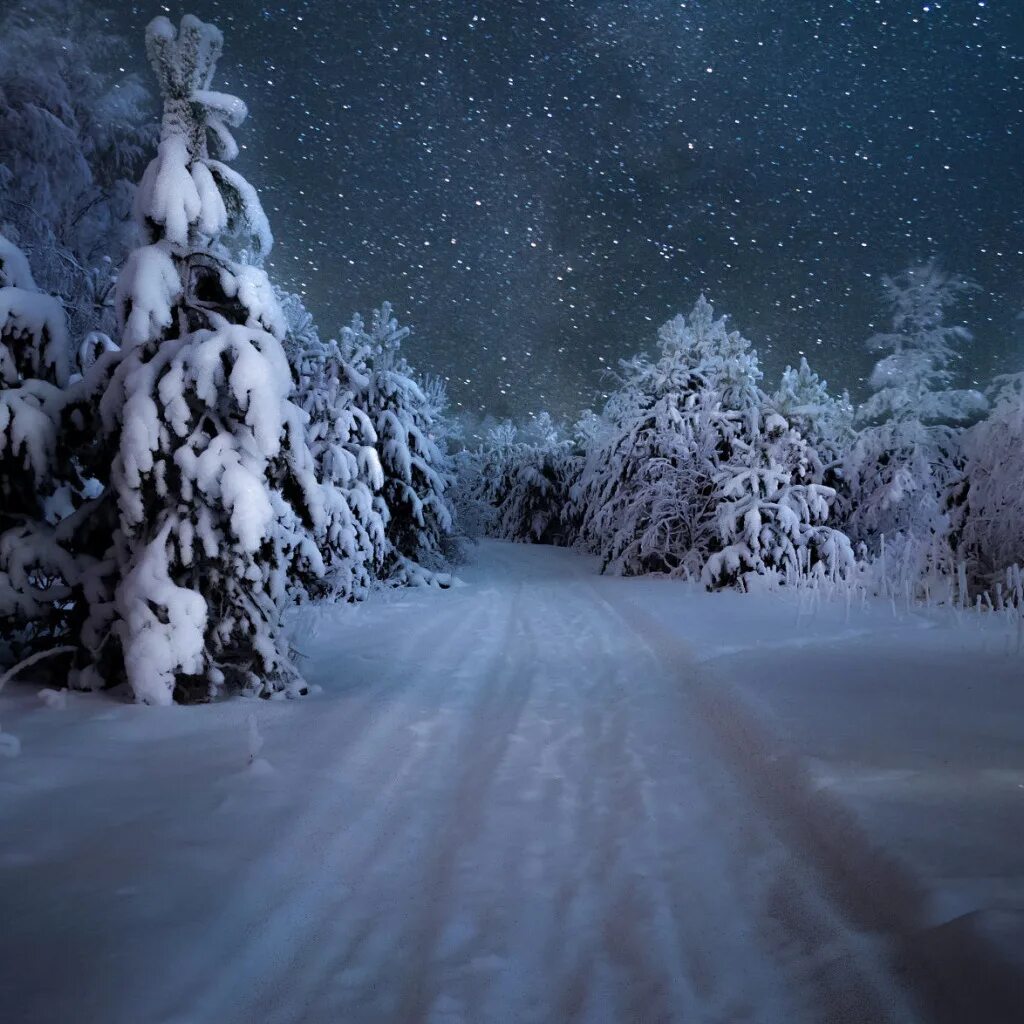 Картинка снег ночью. Ночной зимний лес. Зимний лес ночью. Зима лес ночь. Зимняя дорога.