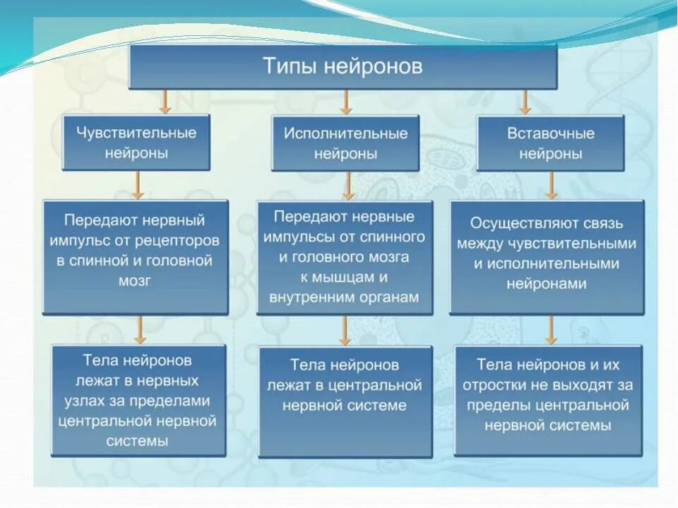 Виды нервной системы 8 класс. Типы нейронов таблица. Виды и функции нейронов. Функции нейронов типы нейронов. Виды нейронов по их функции.