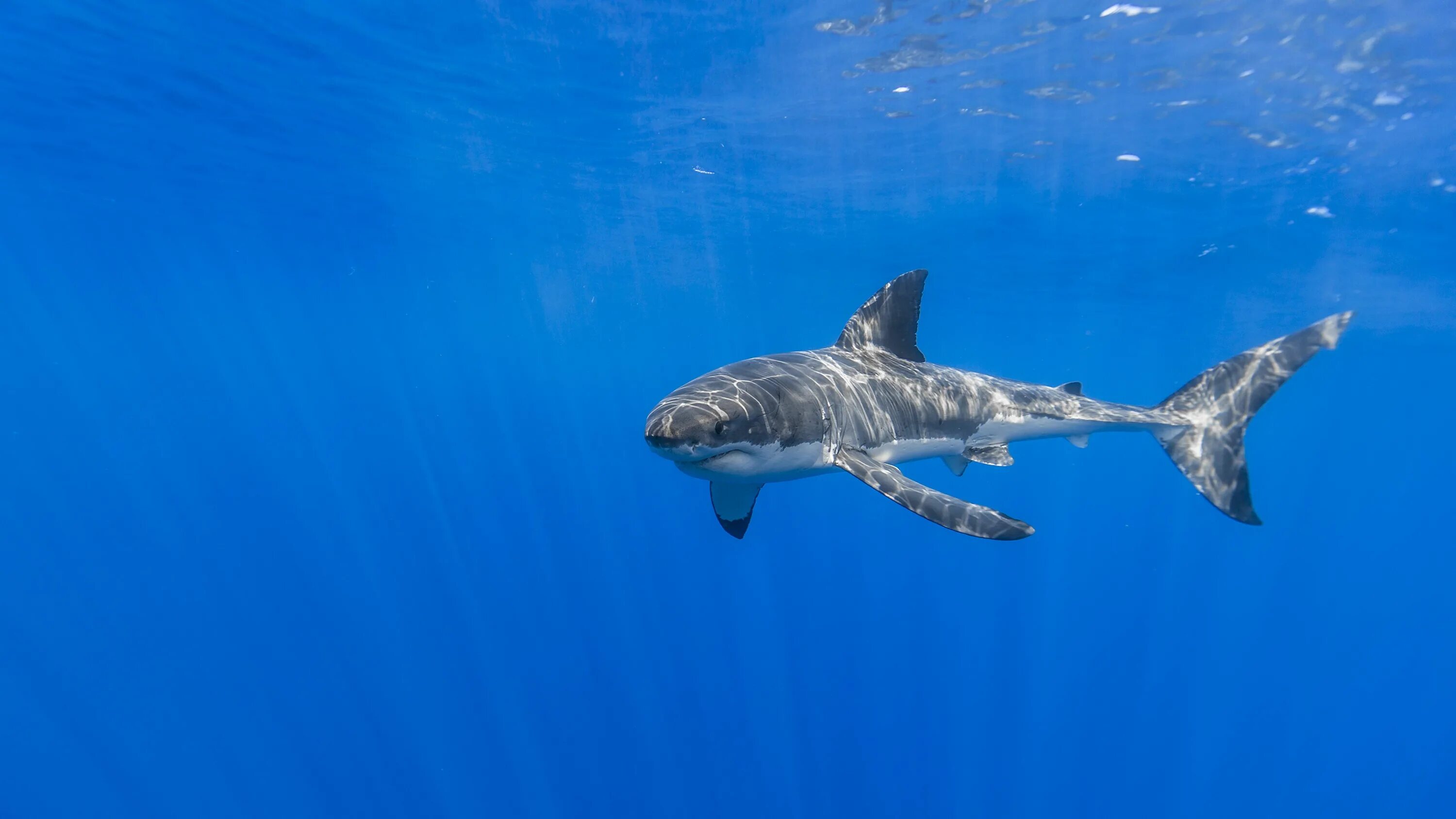 Ocean shark. Акула. Акула в море. Белая акула. Подводный мир акулы.