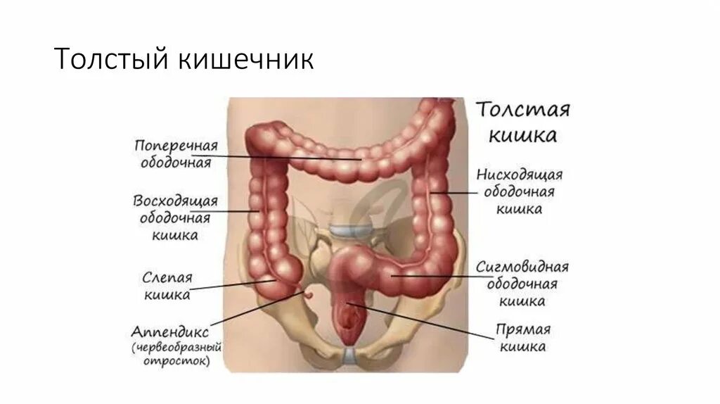 Какой длины толстая кишка. Функции толстой кишки. Функции Толстого кишечника. Строение и функции Толстого кишечника. Пищеварение в толстом кишечнике физиология.