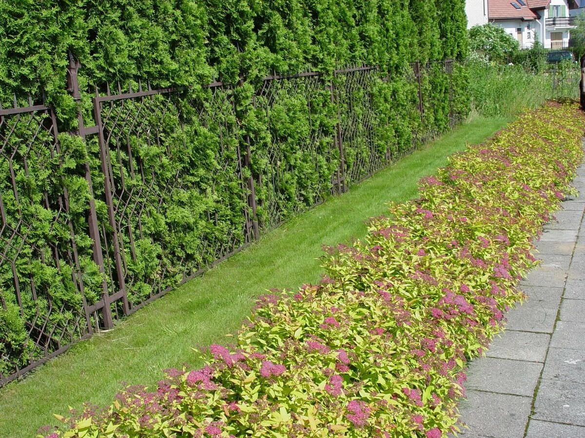 Спирея японская живая изгородь. Спирея изгородь. Спирея фробели. Спирея вангутта грефшейм. Спирея японская golden princess (голден принцесс).