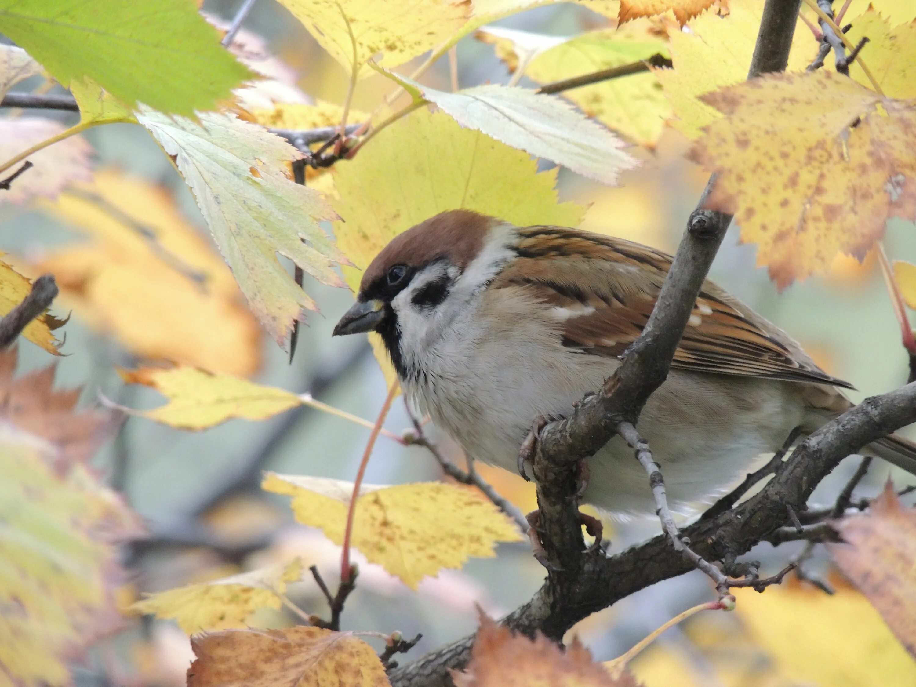 Autumn birds. Осень птицы. Осенние птицы картинки. Птицы в листве. Птицы в осеннем лесу.