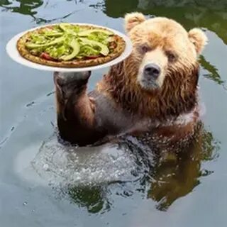 The bears eat