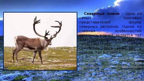 Признаки северного оленя