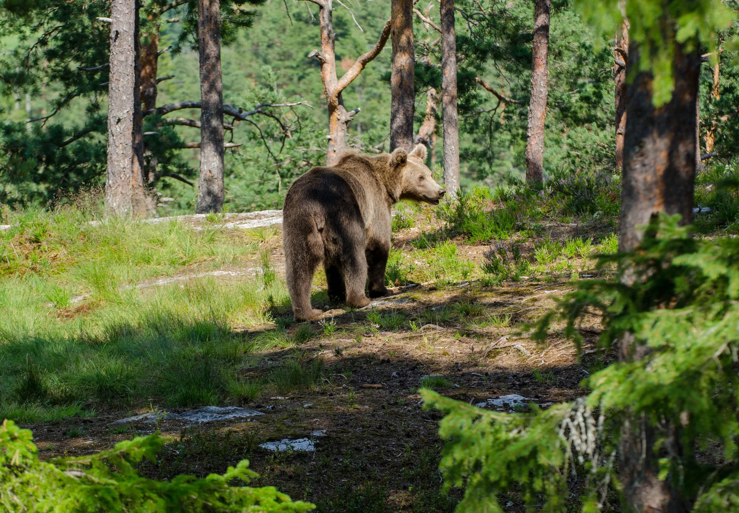 В лесах парка можно встретить. Байкало-Ленский заповедник бурый медведь. Бурый медведь в тайге. Бурый медведь фотоловушка. Медведь бурый Алханай.