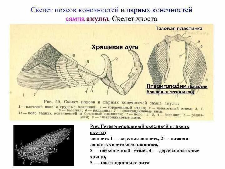 Скелет рыб пояс передних конечностей. Грудной пояс с плавником костистых рыб. Пояс задних конечностей и скелет брюшного плавника акулы. Схема строения поясов конечностей костистой рыбы. Скелет парных конечностей