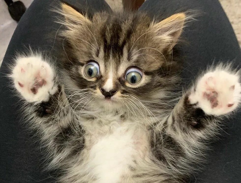 котенок удивляй. кошачье удивление. котенок удивляй. котенок удивляй. котенок удивляй.