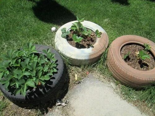 How to plant strawberries in tires