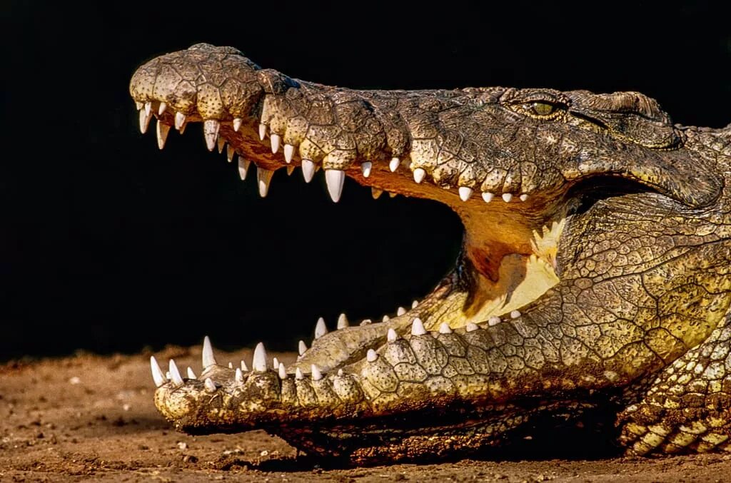 Нильский крокодил относится к пресмыкающимся. Нильский крокодил. Зелёный Нильский крокодил. Африка Нильский крокодил. Западноафриканский крокодил.