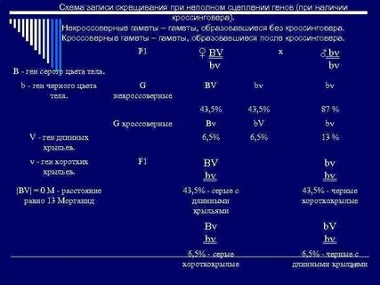 Кроссоверные гены