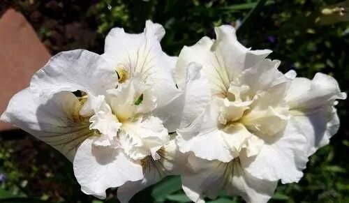 Ирис сибирский нот квайт вайт. Iris sibirica not quite white. Ирис сибирский мун силк iris sibirica moon silk. Quite white. Quite white.