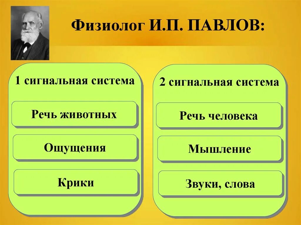 Слово по и п павлову это. 1 и 2 сигнальные системы по павлову. вторая сигнальная система по павлову. первая сигнальная система павлов. первая и вторая сигнальная система речи.