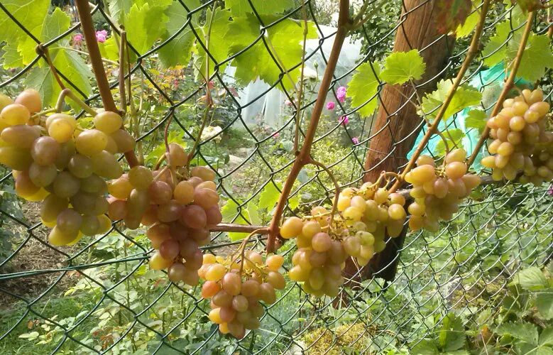Дамские пальчики виноград кишмиш. Виноград минский. Крупный виноград без косточек сорт. Как винограда магдальский. Виноград зеленый без косточек.