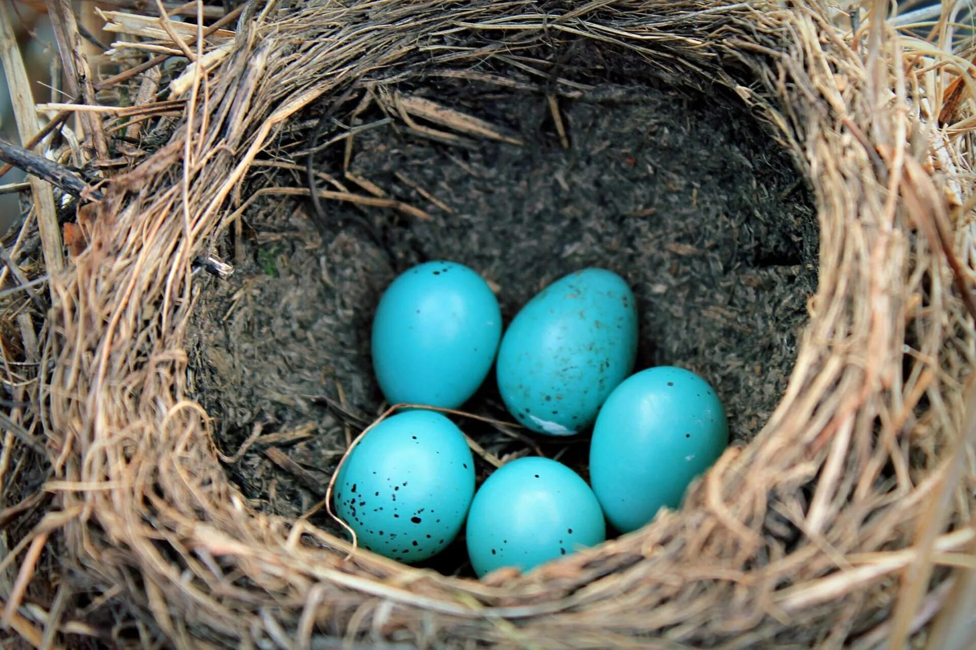 Яйца скворцов фото. Яйца дрозда белобровика. Голубые яйца Дроздов. Яйца странствующего дрозда. Странствующий Дрозд яйца.