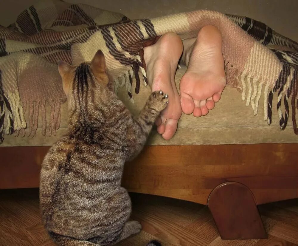 Котенок не дает спать ночью. Кошачьи ножки. кот у ног хозяйки. котенок на ноге. кот кусает ногу.