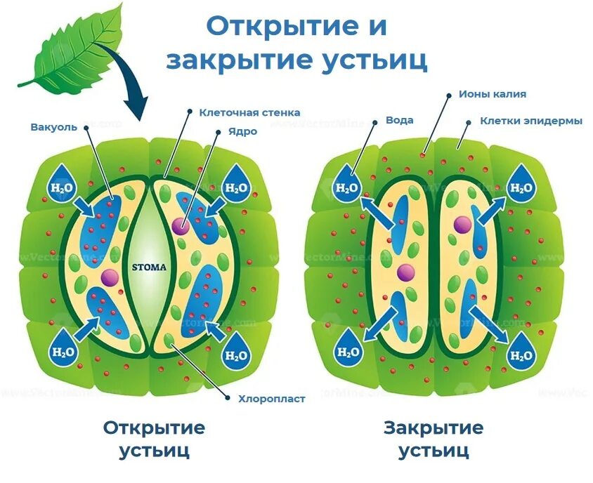 Пользуясь таблицей численность устьиц у некоторых растений. Строение устьица. механизм открывания и закрывания устьиц. клетки устьиц. открытые и закрытые устьица.