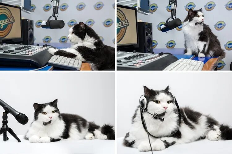 Звук котов которые хотят. Кошка журналист. Котик и радио. Кот ведущий. Котик диктор.