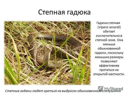 Степная гадюка доклад 4 класс окружающий