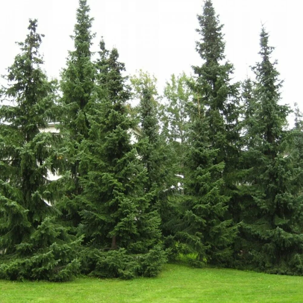 Picea omorika. Ель серьскаяоморика. Ель Сибирская Picea obovata. Ель Сербская.