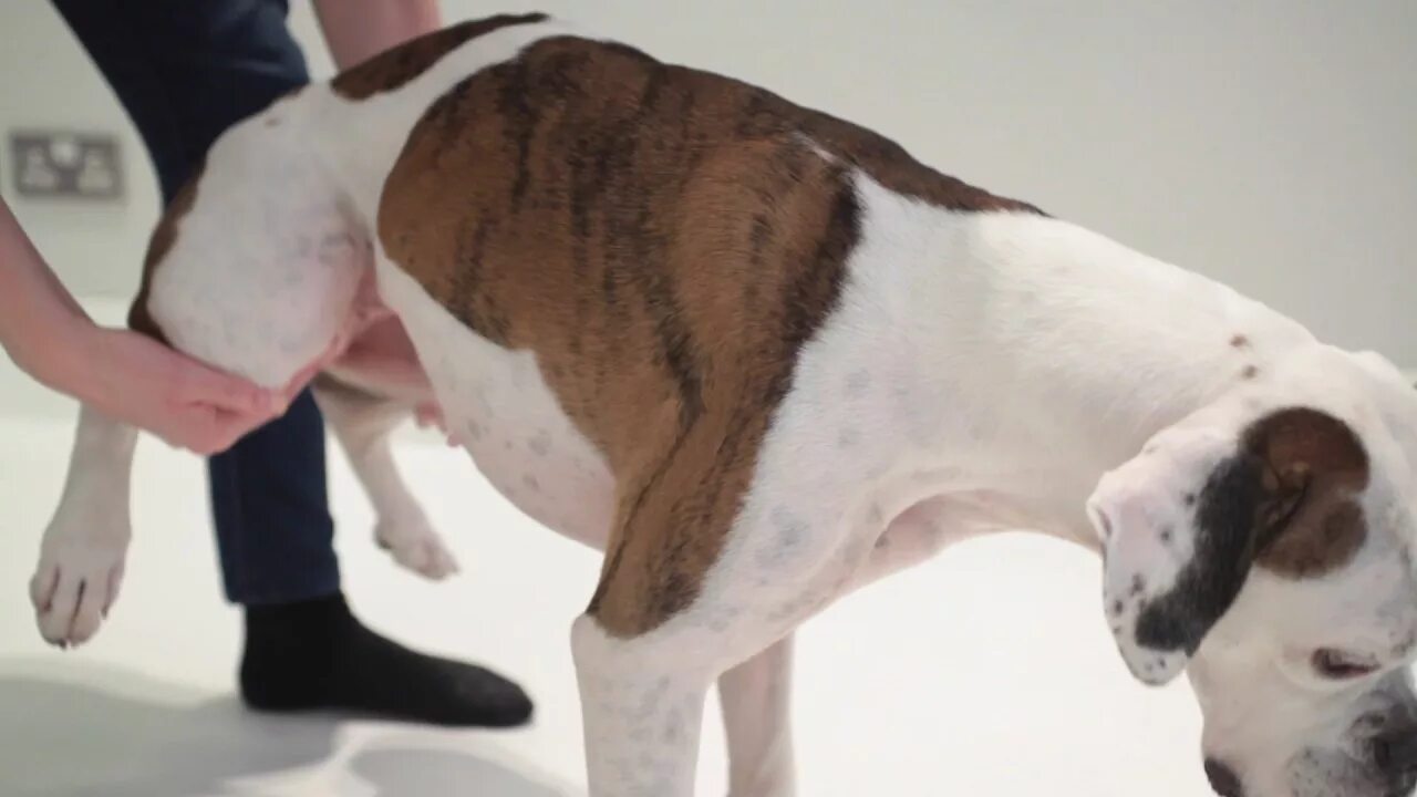 Собака подавилась и не может откашляться что. Собака подавилась костью. Собака подавилась костью. Если собака подавилась и кашляет. Кости застряли в собаке.