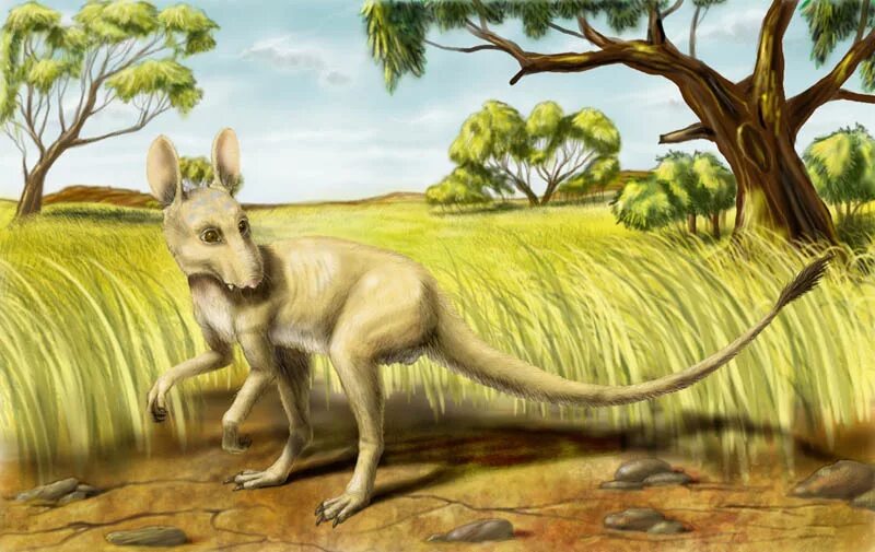 древние сумчатые млекопитающие. многообразие отряда сумчатые. гигантский короткомордый кенгуру. самое примитивное млекопитающее. утконос и ехидна.