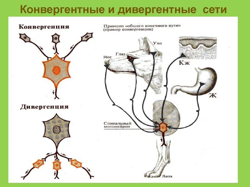 Конвергентные и дивергентные сети. Конвергенция и дивергенция в ЦНС. Принцип конвергенции в ЦНС. Принцип конвергенции возбуждения.