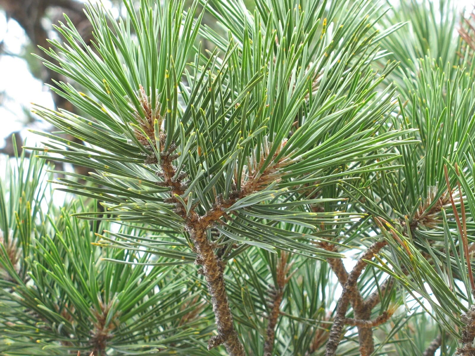 Пинус пунгенс. Сосна пунгенс. Сосна колючая. Сосна шиповатая (Pinus muricata).