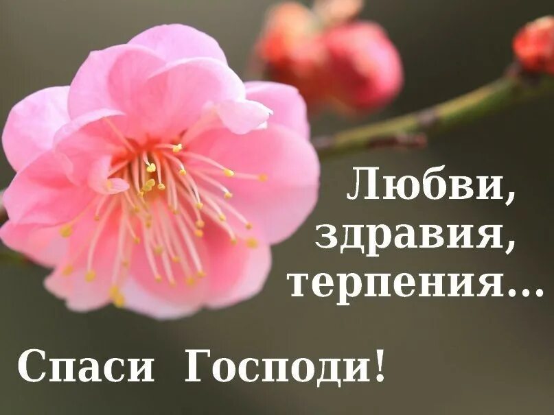 Многое лето текст. Пишем грамотно. Как писать многое лета. Как писать многое лета. Сообщение о цветке нарциссе.