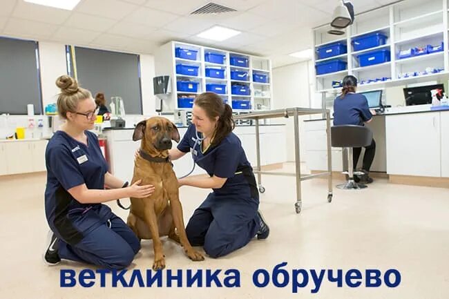 ветклиника скобелевская государственная