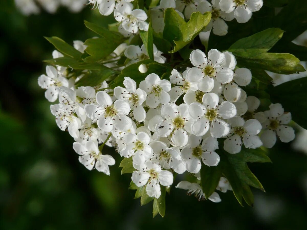 Белые кусты цветут в мае. Груша иволистная. Дерево с белыми цветочками. Дерквос белыми цветочками.