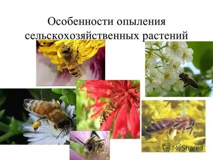 Являются опылителями растений