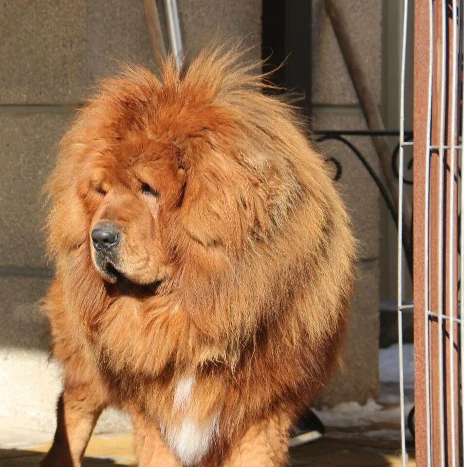питомник собак породы. питомник собак. лабрадор порода собак питомник. питомник для животных собак. лабрадор ретривер заводчики.