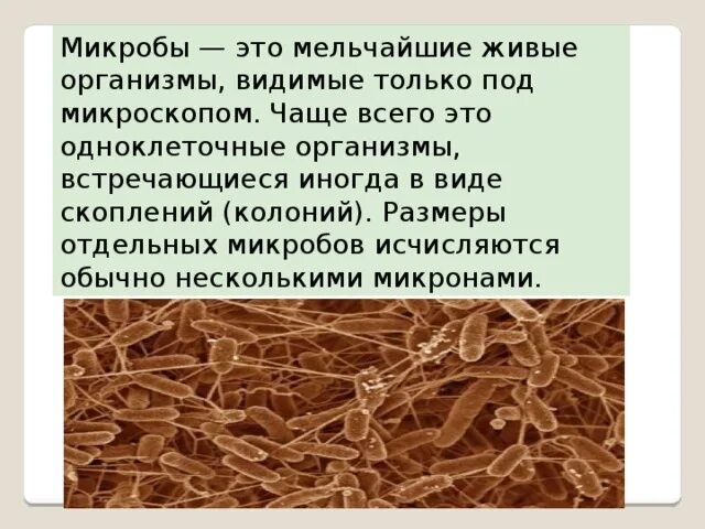 Гнилостные бактерии питание. Гнилостные бактерии. Виды гнилостных бактерий. Бактерия Сенная палочка. Картофельная палочка бактерия.