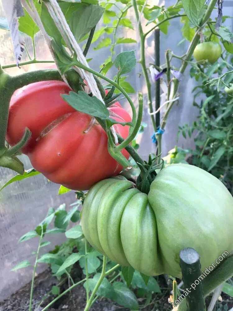 Томат тайсон 0,1г седек. Томат морской конек. Томат удача моряка. Помидоры госпожа. Помидоры завиток удачи гном.