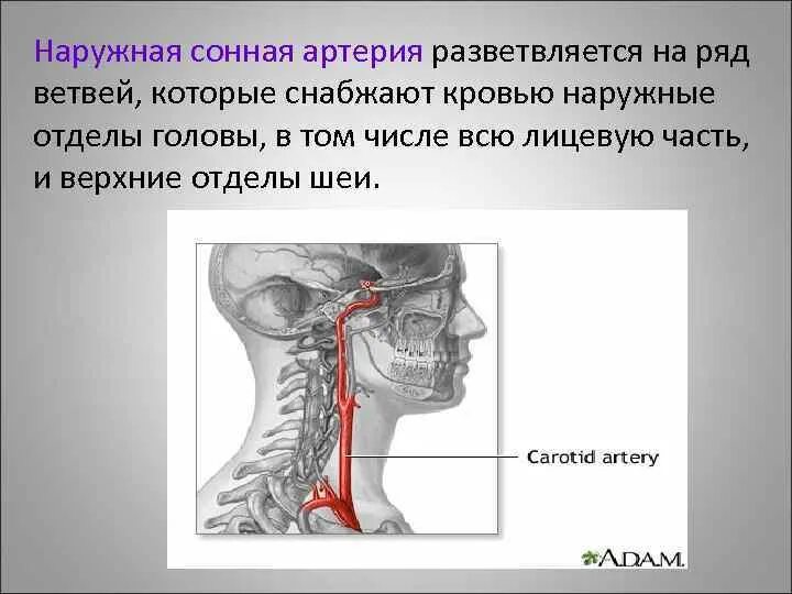 Сонная артерия где находится как нащупать. Наружная и внутренняя Сонная артерия. Наружная Сонная артерия. Перерезать сонную артерию. Перерез сонной артерии.