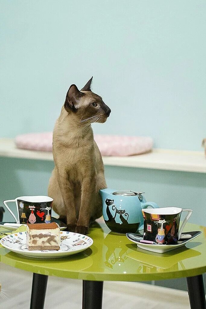 Котокафе химки. Котокафе обнинск. Котомания москва. Котокафе чукотка самара. Котокафе мяу екатеринбург чапаева 17.
