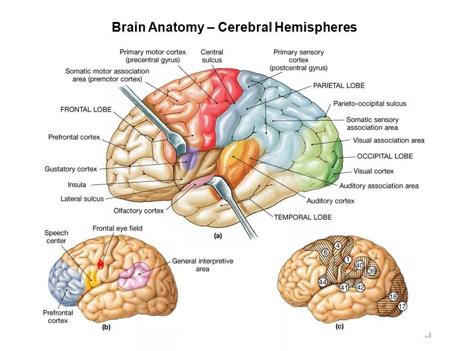 High brains. Insula анатомия мозг. Insula островок мозга.