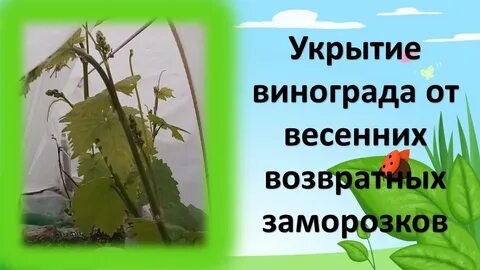 Как укрыть виноград от заморозков весной возвратных