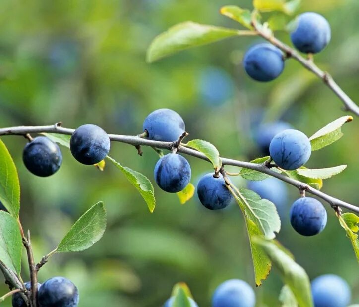 Про терновник. Тёрн (prunus spinosa l. Терн (prunus spinosa). Про терновник. Слива тернослива гордость сибири.