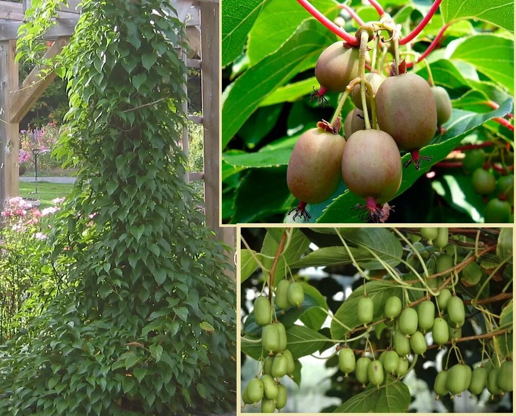 актинидия аргута и коломикта. актинидия коломикта. актинидия коломикта дальневосточная. актинидия описание отзывы. актинидия сорт иссей.