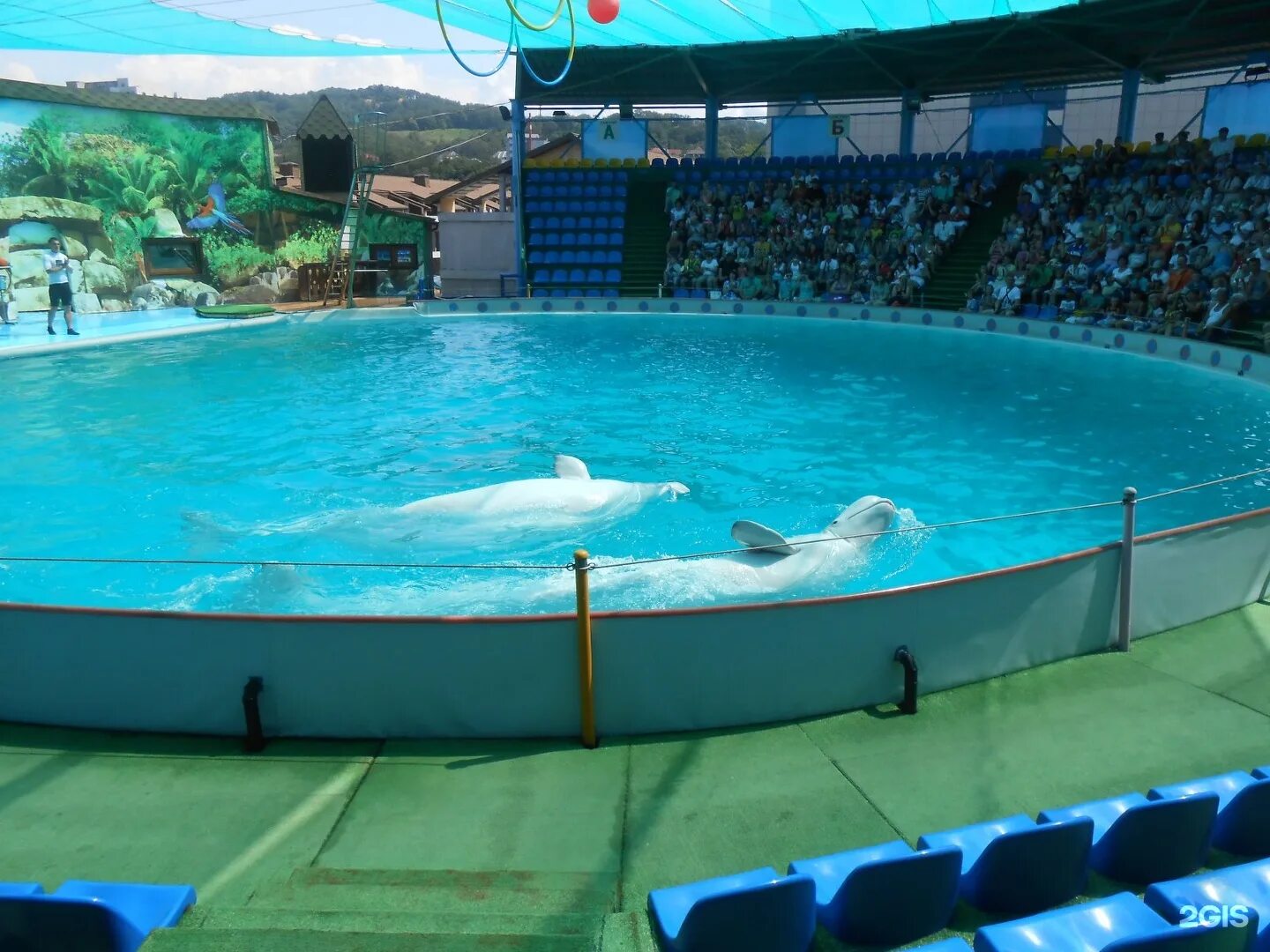 Адлерский дельфинарий ул ленина 219 2 фото