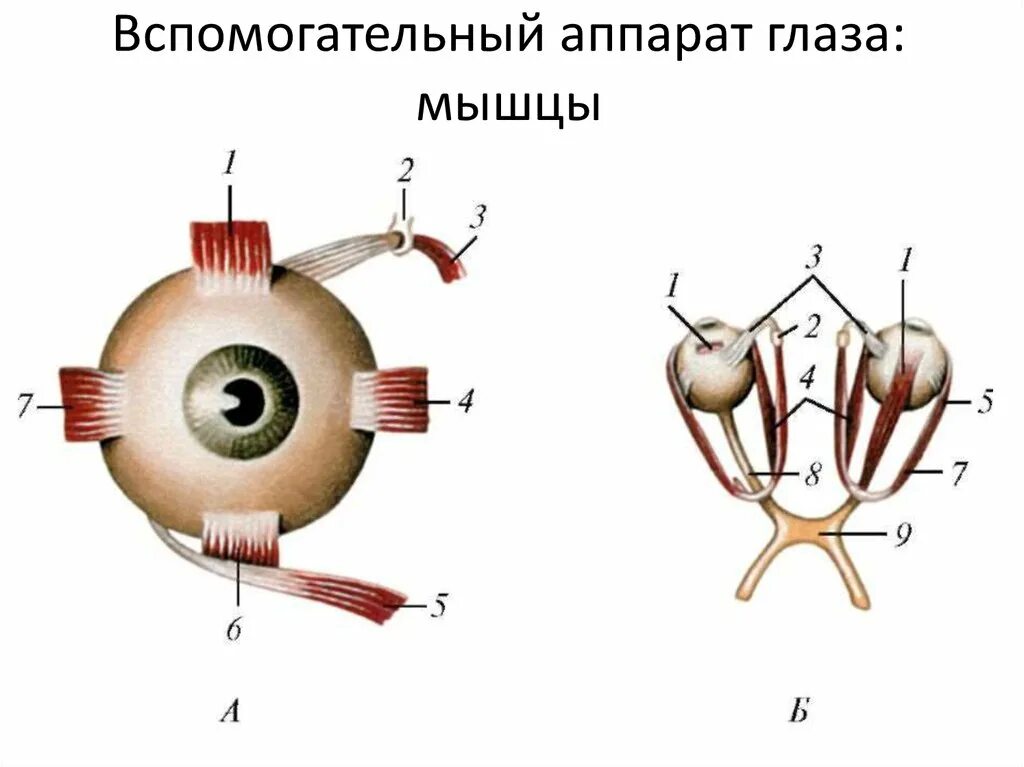Глаз глазное яблоко вспомогательный аппарат. Мышцы двигательного аппарата глаза. Вспомогательный аппарат глазного яблока. Мышцы глазного яблока анатомия. Строение глазодвигательного аппарата.